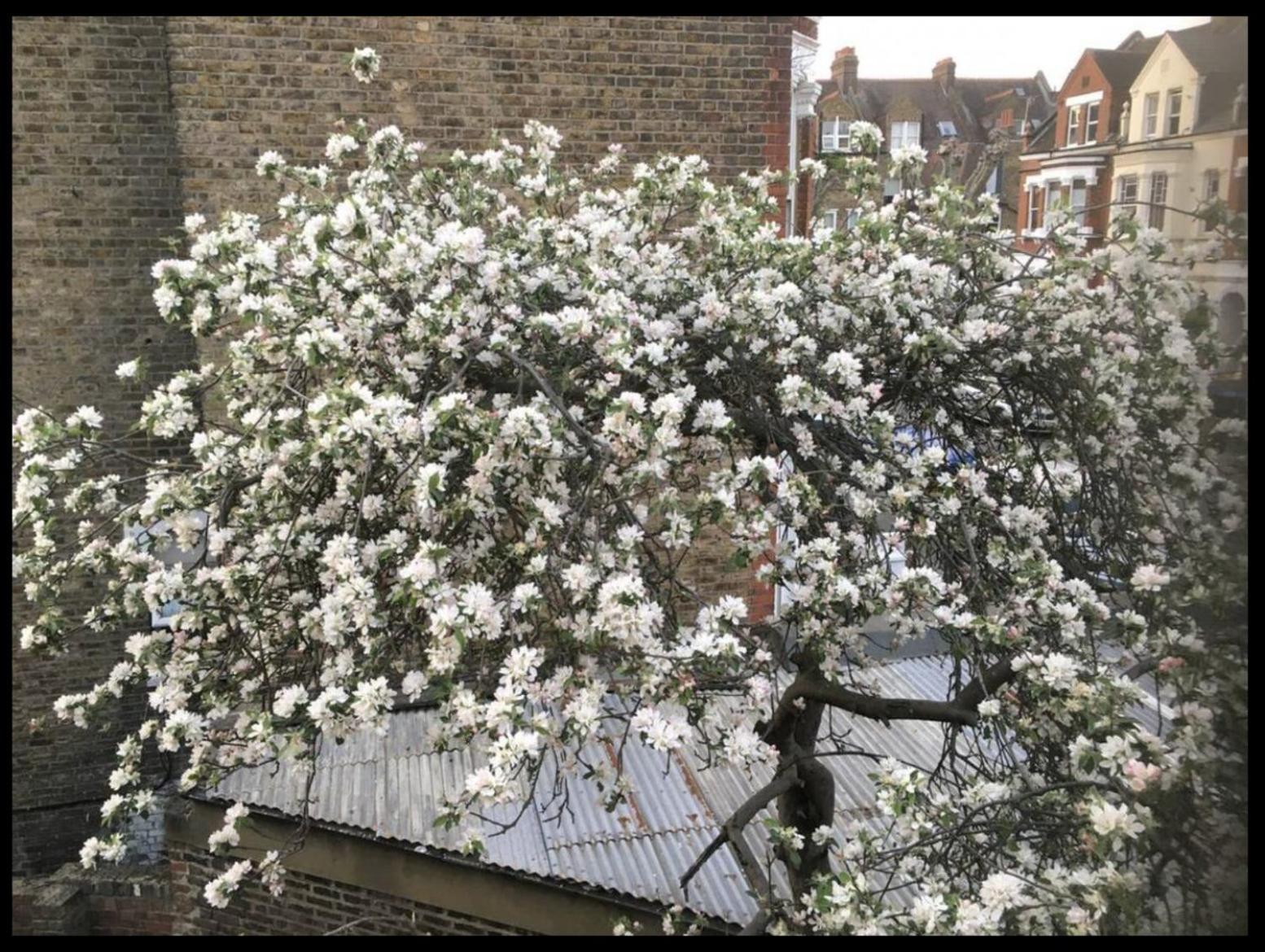 Fabulous Spacious Stylish Private In Nw6 With Excellent Transport Links To Centre, Hosted By Female Currently Taking Bookings For Females & Couples Only, Suitable For Holidays, Study, Work, Courses Or Inbetween Londra